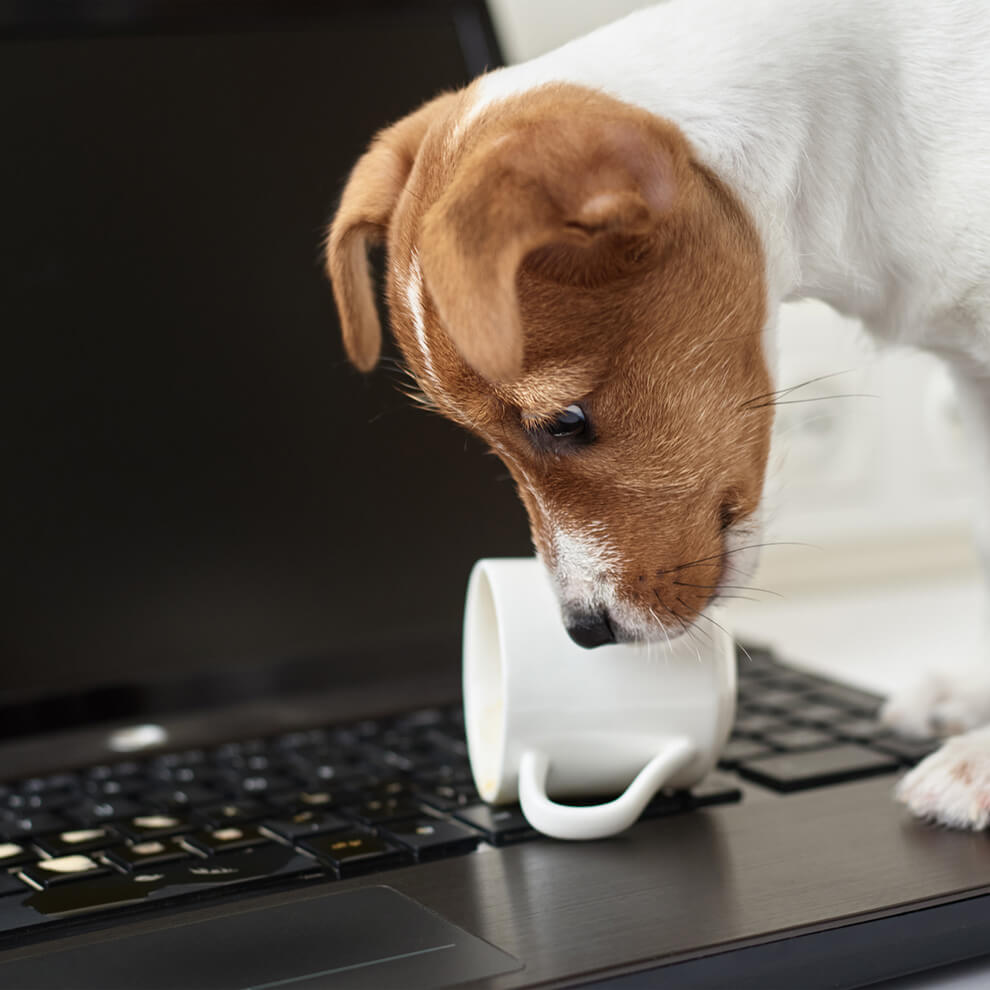 ノートパソコンにコーヒーをこぼしてしまった犬